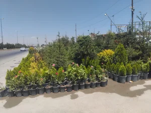 مجموعه نهالستان کهریز نهال