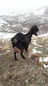 دامداری علی قارونی