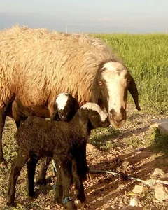 دامداری رسول صفری