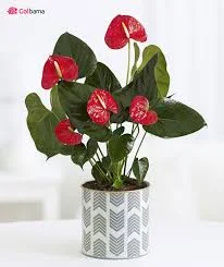 باغ گلخانه عین علیان
