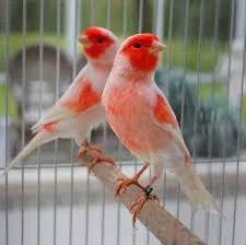 قناری اهلی