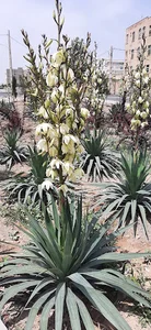 بوستان سروش