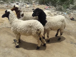 مزرعه طيور السويسي