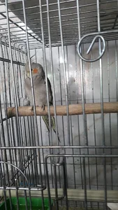 پرنده سرای اطلس