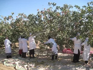 مزرعه پسته اشک آباد