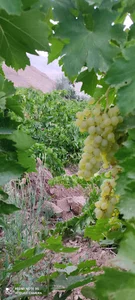 باغ عباس بهرامی