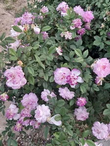 بوستان قباد