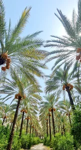 فاریاب