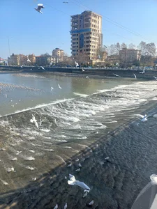شهسوار