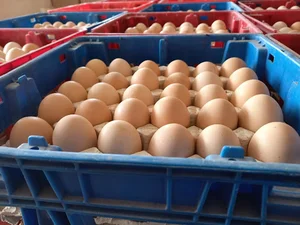 انبار تخم مرغ مهدویان