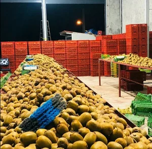 بازرگانی نولان‌(nolan trading)