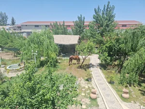 کافه مزرعه آفتابگردان