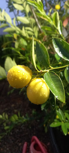 گلکده بنفشه