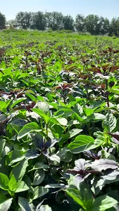 سبزی فروشی اصالت ارگانیک