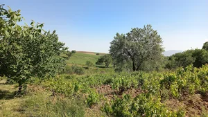 روستای کمره علیا