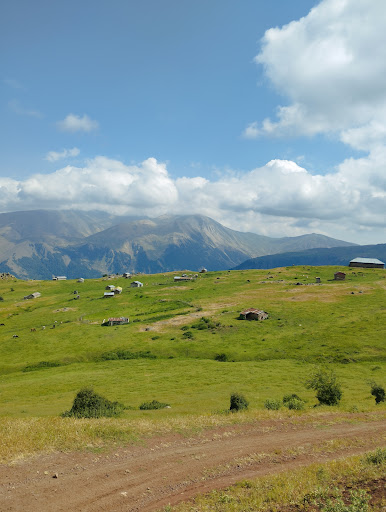 کت گوری کن