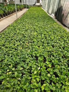 گلخانه آریانی فر 3