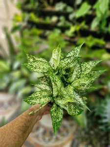 گلخانه سبزکوش 4