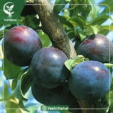 ارالوي بزرگ