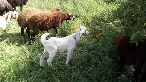 دامداری لاهوتی