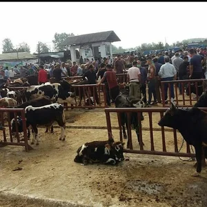 دامداری ناصر