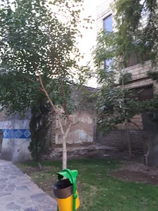بوستان ابن سینا
