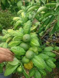نهالستان دلیرنده