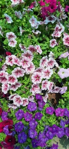 بازار گل آسمان 5