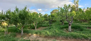 باغ شخصی
