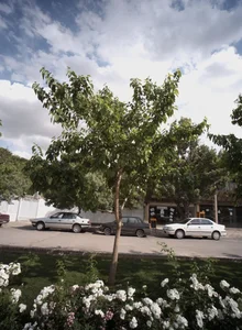 کافی نت فرهنگیان