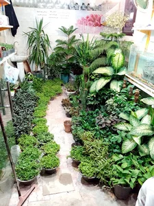 فروشگاه گل و گیاه