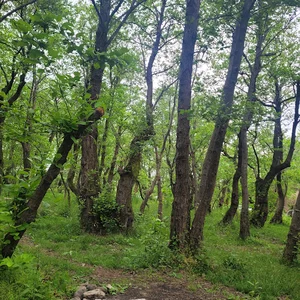 بوستان جنگلی کیاشهر