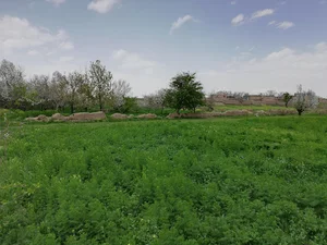 باغ گیلاس