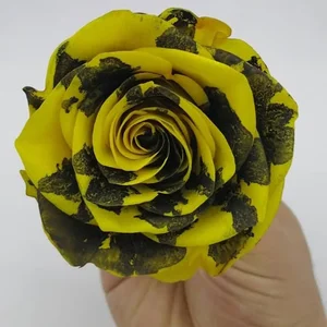 Fresh Flower Shop