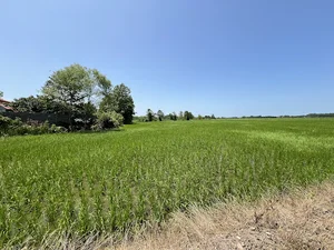 زمین شالی حاج علی جیرسر باقر خاله
