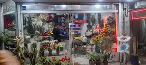 گل پامچال
