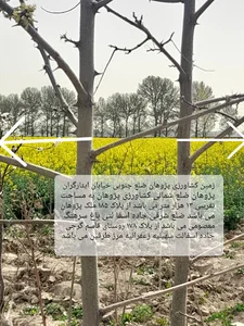 نهالستان فلاح فر