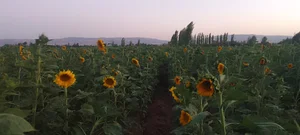 مزرعه آفتابگردان