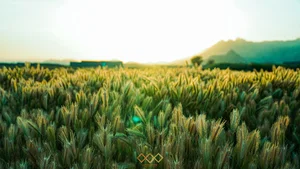 کانون آگهی و تبلیغات قاب نو