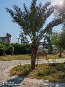 پارک حجاب 5