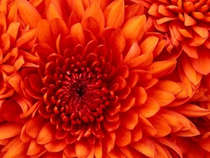 دکتر سهیل تقویان پور 4