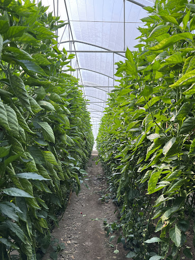 گلخانه مرتضی پور