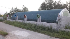 گلخانه تی تی گل