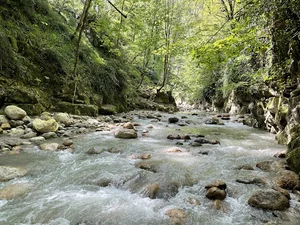 تنگ دار