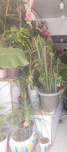 گلسرای یاس