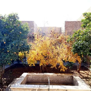 حسن علیزاده