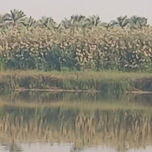 مسجد صاحب الزمان