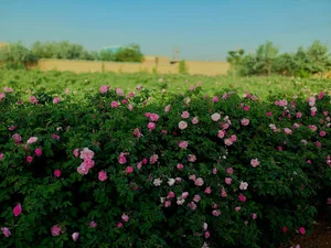 باغ گل محمدی