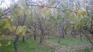 چاه آب کشاورزی زینال لم آباد