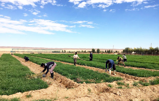 اکو کمپ گردشگری مجید آباد